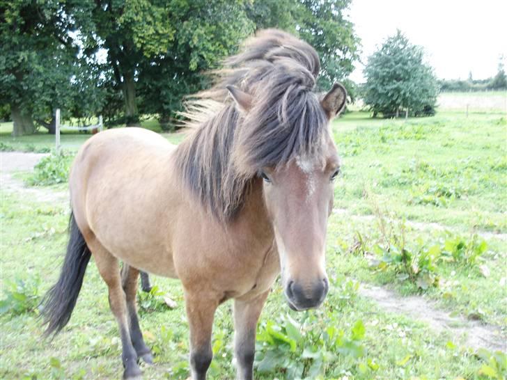 Islænder Djarfur fra lundegaard - haha blæsevejr :P billede 8