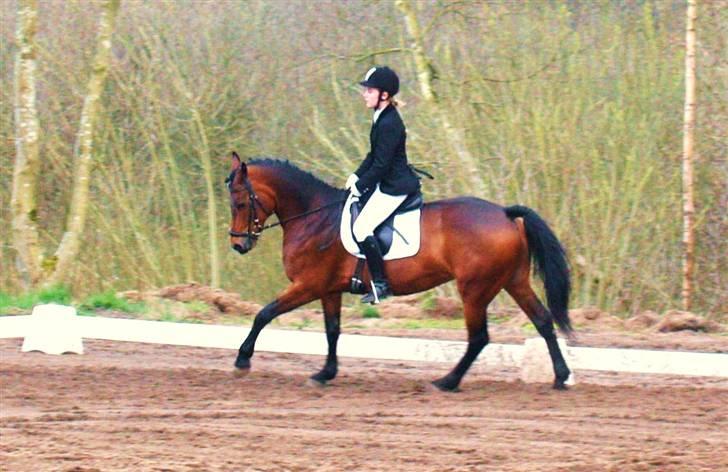 New Forest Balarina<3 - SOLGT :'/ - Skatte bassen og jeg i en LB2 :* hun var såååh fin  den dag :* Foto: Erik... billede 3