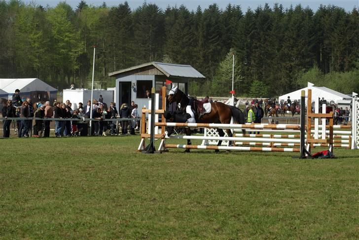 New Forest Balarina<3 - SOLGT :'/ - skat og jeg (L) LB på morsø (L) ømh Ja, jeg landede på springet, og sad bare der og kloede (L)<33 billede 9