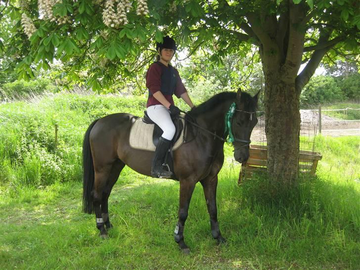 Anden særlig race Trinity C  - 24/05/09 .. Stævne  50 cm billede 5