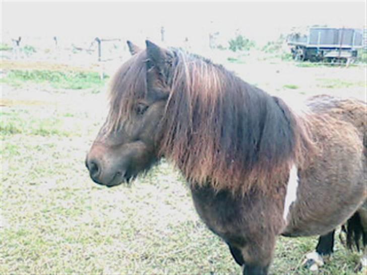 Shetlænder Stjernens Mini-Adore - smukke <3 billede 6
