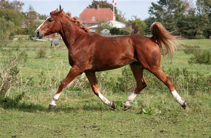 Anden særlig race Tarco Bello ( R.I.P ) - stjernen på mark (: krøllebølle d: billede 13