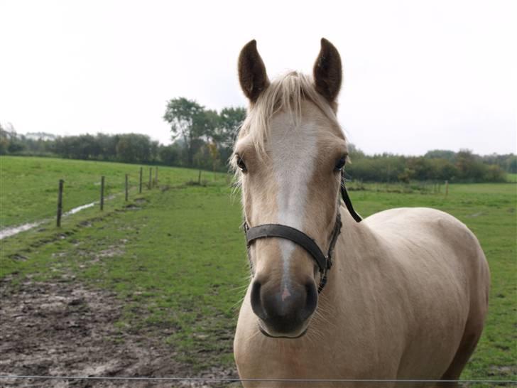 Connemara Bechs Niall  billede 9