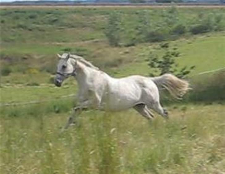 Anden særlig race Dos  - Dos på sommerfold 2007. billede 8