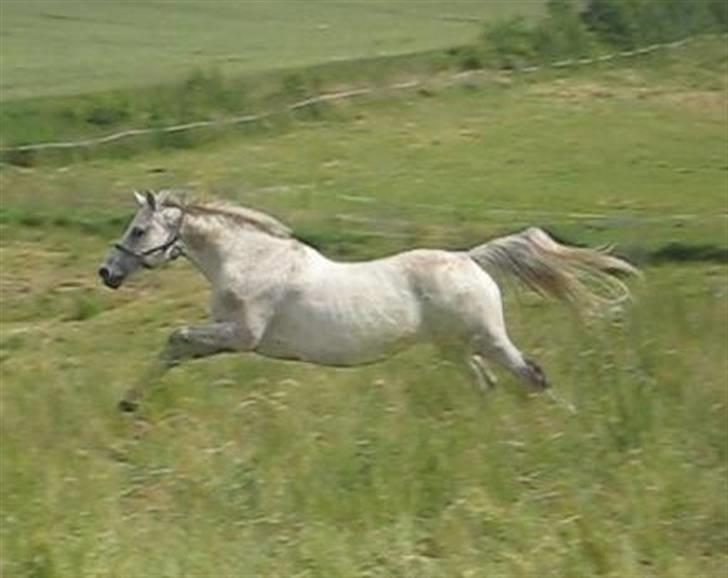 Anden særlig race Dos  - Dos på sommerfold 2007. billede 9