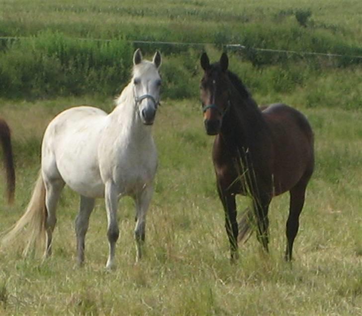 Anden særlig race Dos  - Dos & Giovanni på sommerfold 2007 min springhest + dressurhest´<33 billede 10