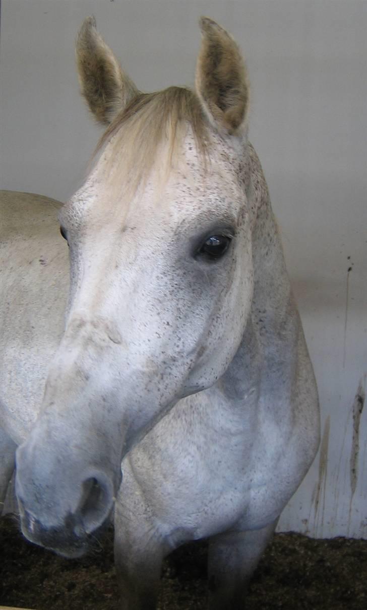 Anden særlig race Dos  - Dos´<3 2007 billede 11