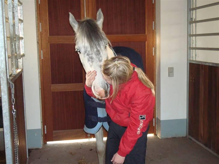 Hollandsk Sportspony Paco  - Kys <33333333333333333333333 billede 14