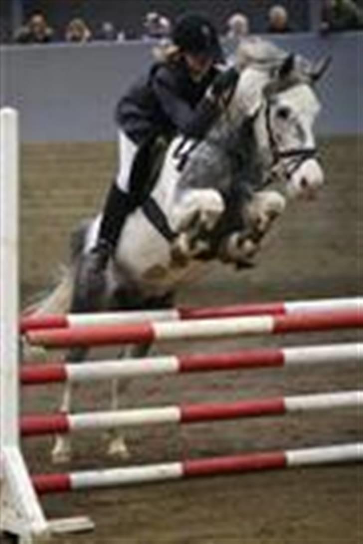 Hollandsk Sportspony Paco  -  Frederica vores føste LB <333 17/11 Han er min stjerne <33 billede 15