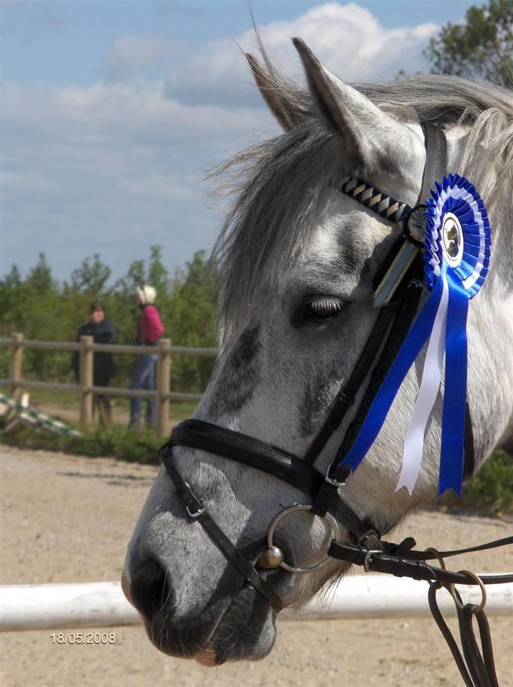 Hollandsk Sportspony Paco  - Hoved :)<3 Skøn pony ! :) Mesterfoto : Winnie :) billede 17