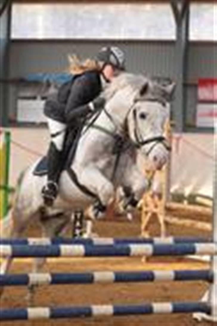 Hollandsk Sportspony Paco  - Stævne Herning :) Hold kæft han kan springe :D <3  billede 18