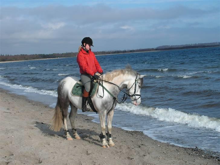 Hollandsk Sportspony Paco  - Vi var ved stranden d. 16/3-08.. Det var bare dejlig :) <3 ! Mesterfoto : Mor (: <3 billede 19