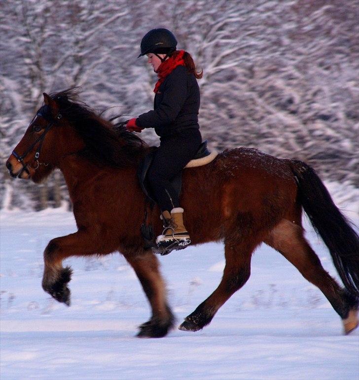 Islænder Stólpi frá Kópavogi - December ´10, tölt i lang form, men se lige hvor bassen kan! :D billede 8