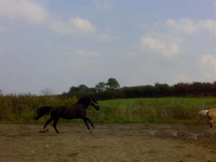 Anden særlig race Cindy - Eks halvpart - Cindy i fuld galop på marken :) billede 3