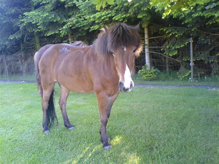 Islænder Ekil Fra Mundelstrup*DØD* billede 16