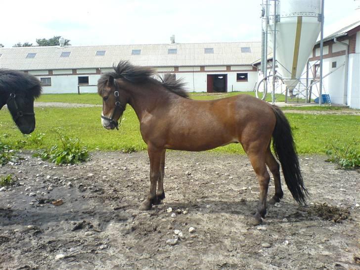 Islænder Ekil Fra Mundelstrup*DØD* billede 17