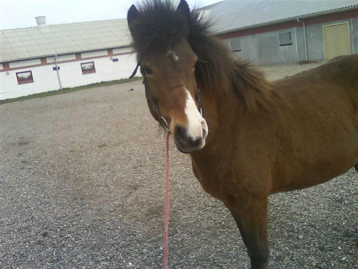 Islænder Ekil Fra Mundelstrup*DØD* billede 18