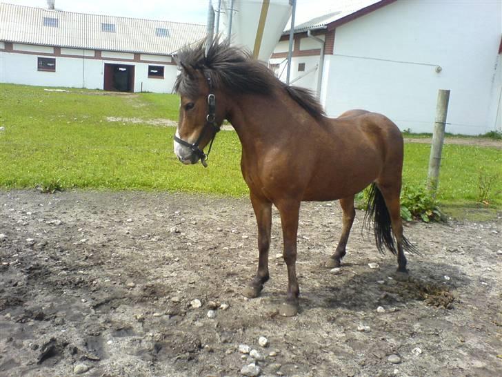 Islænder Ekil Fra Mundelstrup*DØD* billede 19