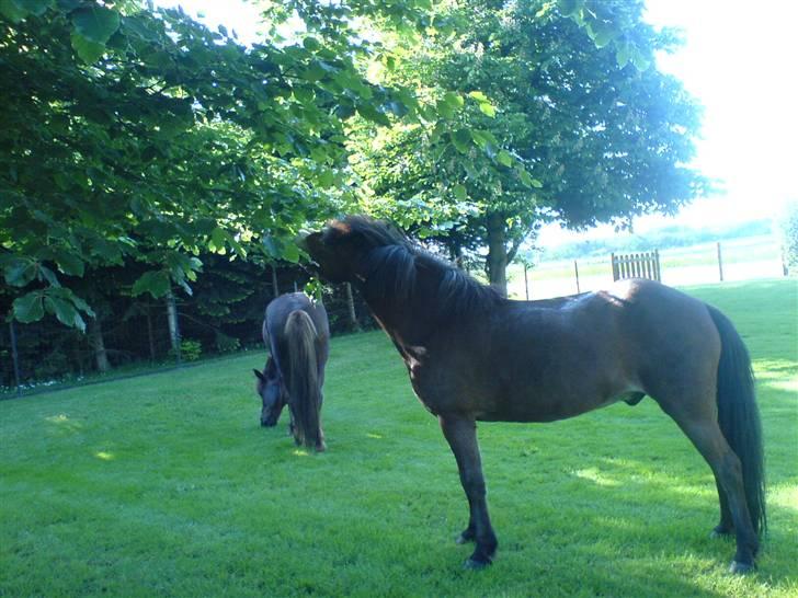 Islænder Ekil Fra Mundelstrup*DØD* billede 20