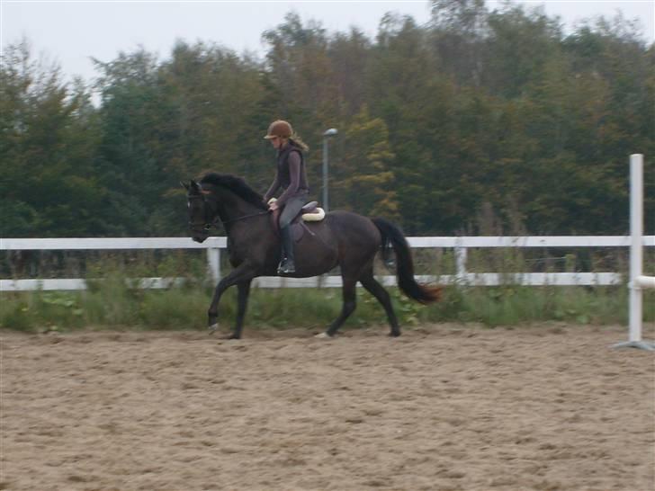 Anden særlig race Holtegårdens splif SOLGT. - Første dag jeg red hende :) , billede 1