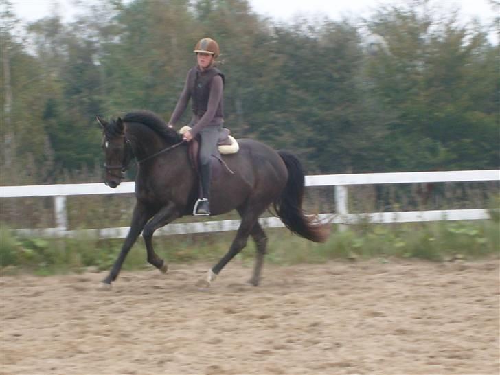 Anden særlig race Holtegårdens splif SOLGT. - Gallop, FØRSTE DAG JEG RED HENDE :) billede 2