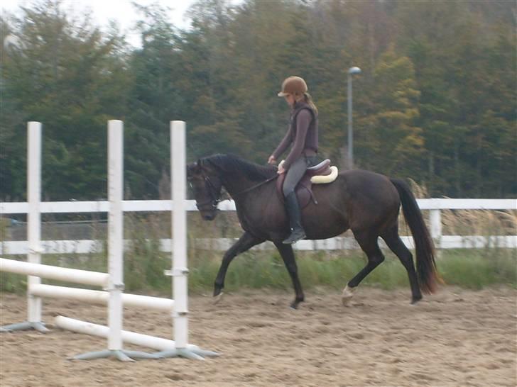 Anden særlig race Holtegårdens splif SOLGT. - TRAV, FØRSTE DAG JEG RED HENDE :) billede 3