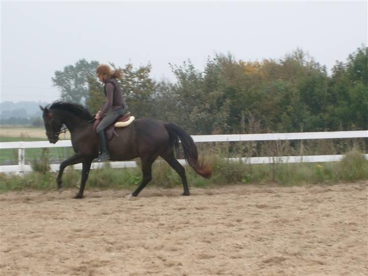 Anden særlig race Holtegårdens splif SOLGT. - Gallop, FØRSTE DAG JEG RED HENDE :) billede 4