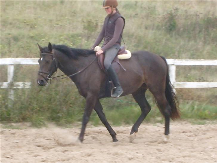 Anden særlig race Holtegårdens splif SOLGT. - og så skridter vi af ! FØRSTE DAG JEG RED HENDE :) Tak for rideturen splif <3 billede 5