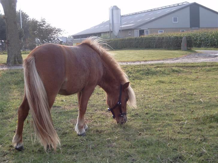 Miniature Søbygård´s Champion  billede 13