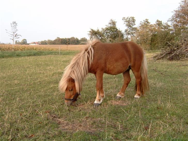Miniature Søbygård´s Champion  billede 14