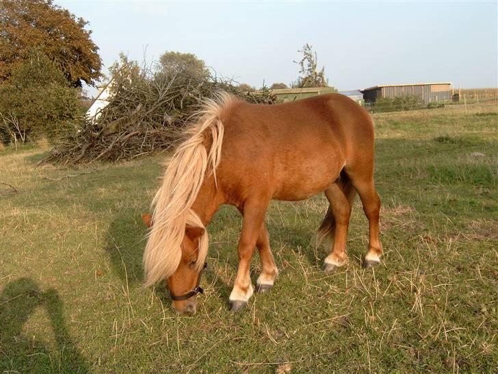 Miniature Søbygård´s Champion  billede 17