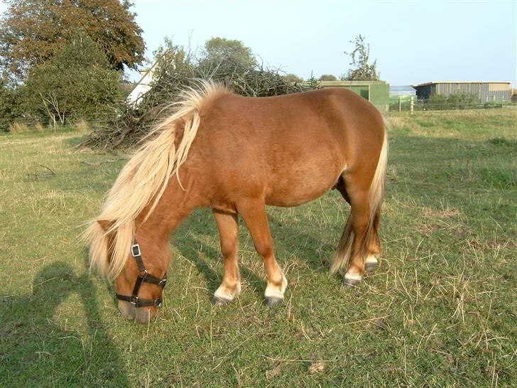 Miniature Søbygård´s Champion  billede 18