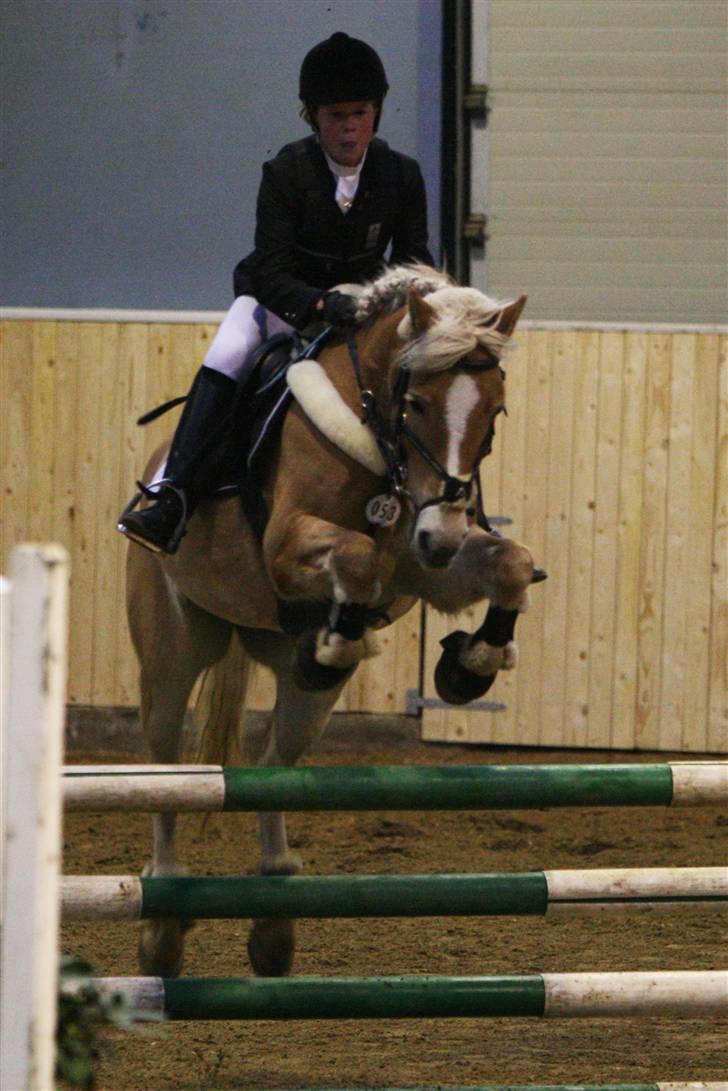 Haflinger CIRKELINE <3<3 - mb i FRK :D<3 #´foto:sandra buus (sipo foto) billede 14