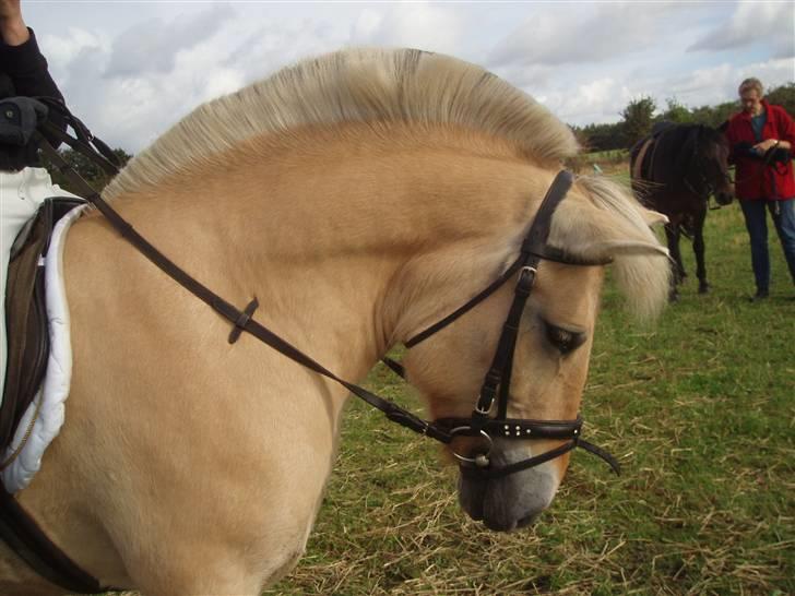 Fjordhest bell - stævne 07 i september  billede 15