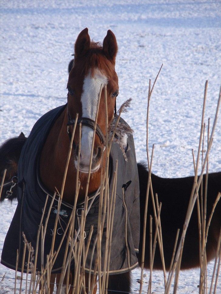 Hollandsk Sportspony Karimh  - Vinter 2010 billede 9