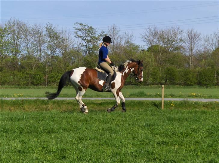 Anden særlig race Miss MoonLight - Så rider vi lige lidt dressur!! billede 5