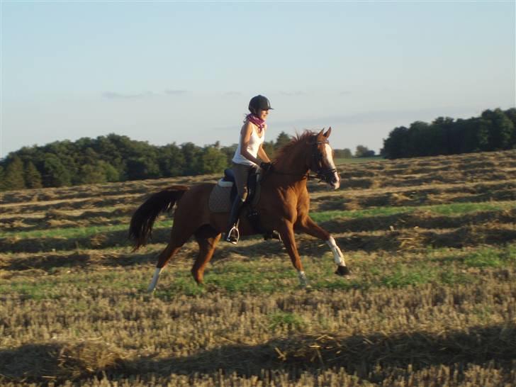 Hollandsk Sportspony Karimh  - Galop på marken, efterår 2008 billede 10