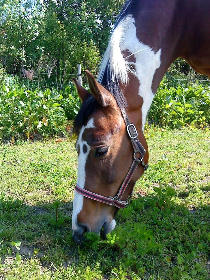 Anden særlig race Miss MoonLight - Tykke i sommers på folden i; NYT 09 billede 6