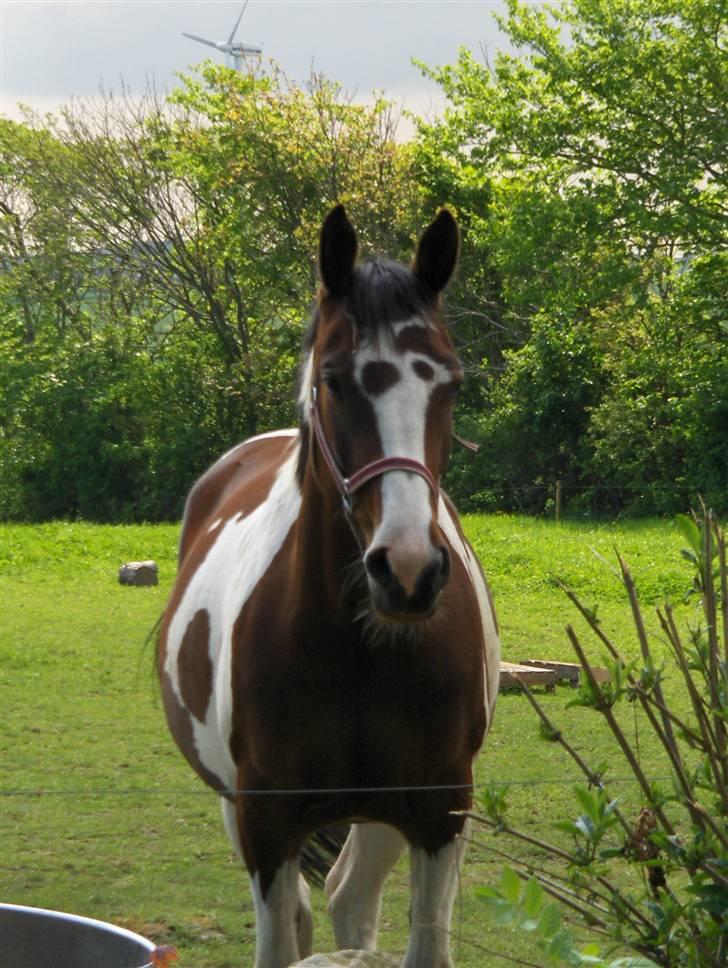 Anden særlig race Miss MoonLight - Min lille pruhest med lidt græsvom :b billede 7