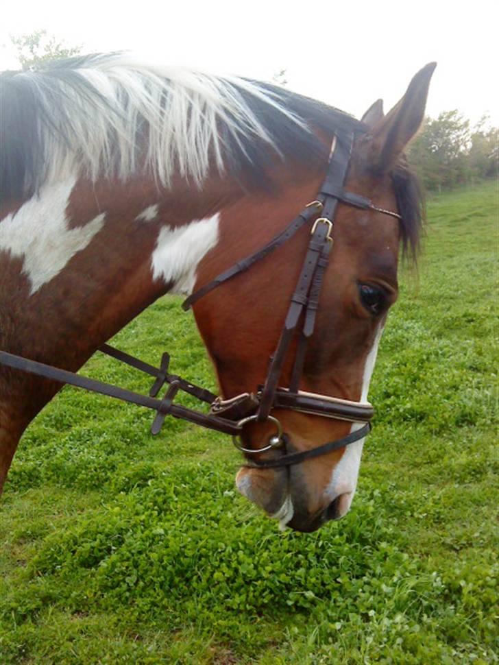 Anden særlig race Miss MoonLight - MoonLight <3 NYT -09 billede 8