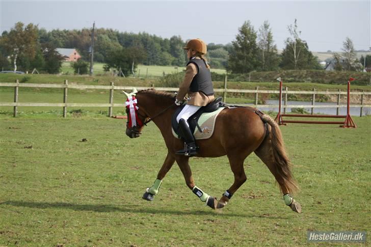 Anden særlig race » Bella Mi | SOLGT - Igen: Æresrunde på min fine ponze...1. plads:-)  jubii..    Foto: CTA billede 16