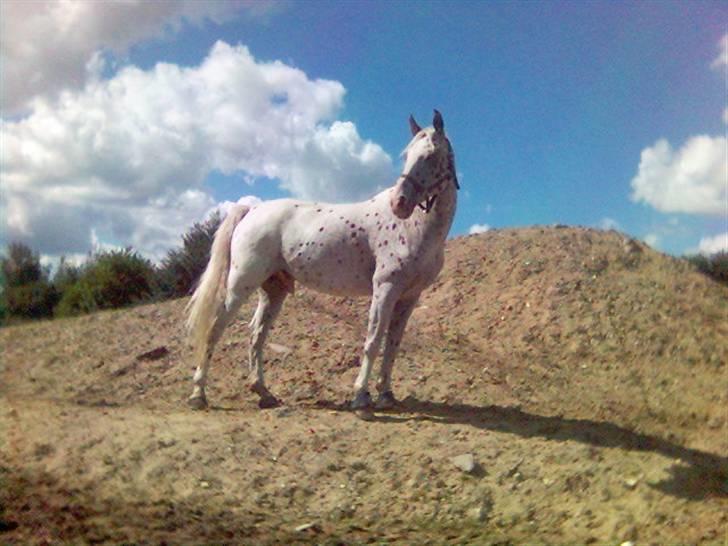Appaloosa Spotlight / red / - dagen før han skulle væk ( undskyld kvaliteten taget med mobil) ;( billede 20