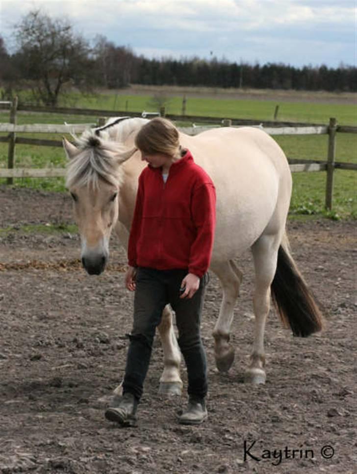 Fjordhest Ågerupgaard's Mickey muss :'( - elsker min hest  billede 12