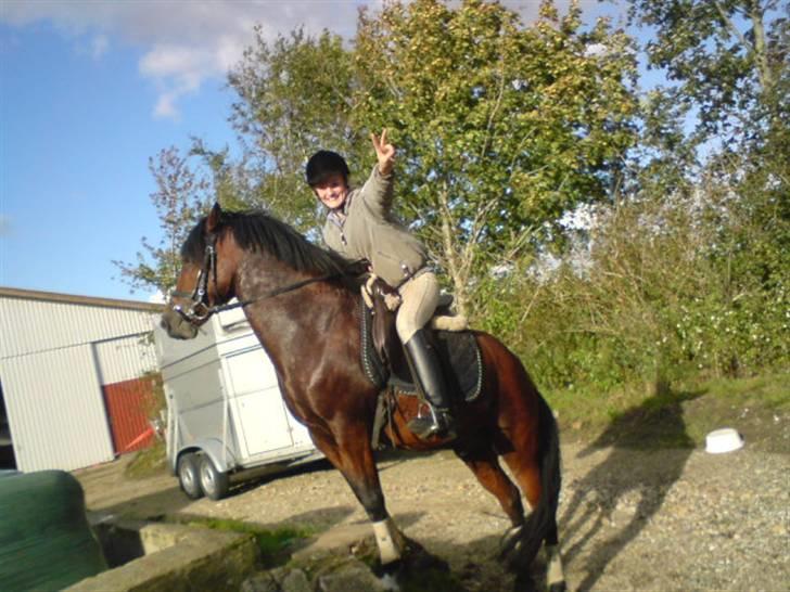 New Forest Langmarksgårds Destiny billede 5