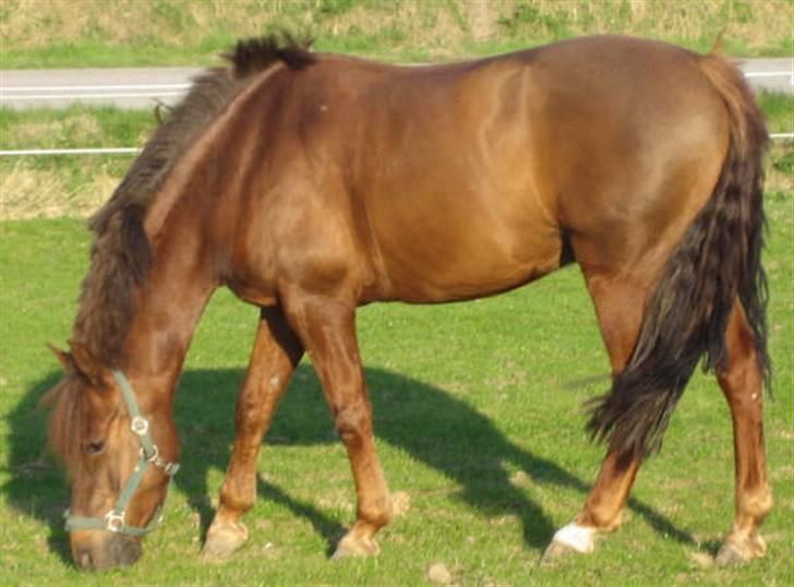 Anden særlig race Riishøjgaards Victor billede 1