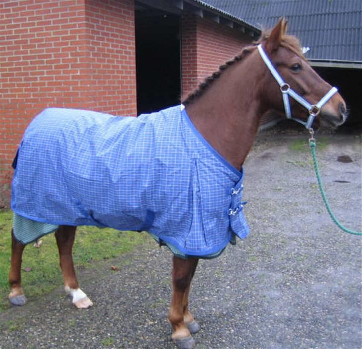 Anden særlig race Riishøjgaards Victor billede 2