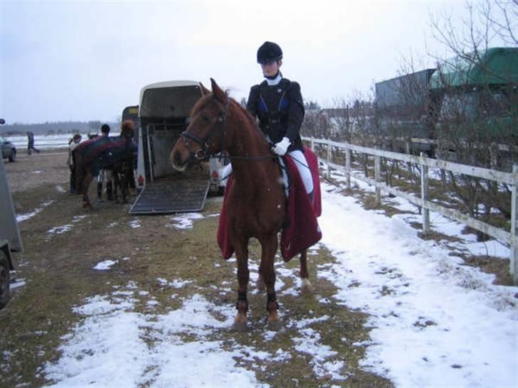 Anden særlig race Riishøjgaards Victor billede 4