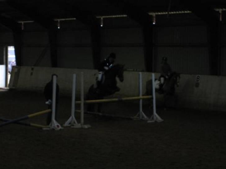 Anden særlig race Riishøjgaards Victor billede 5