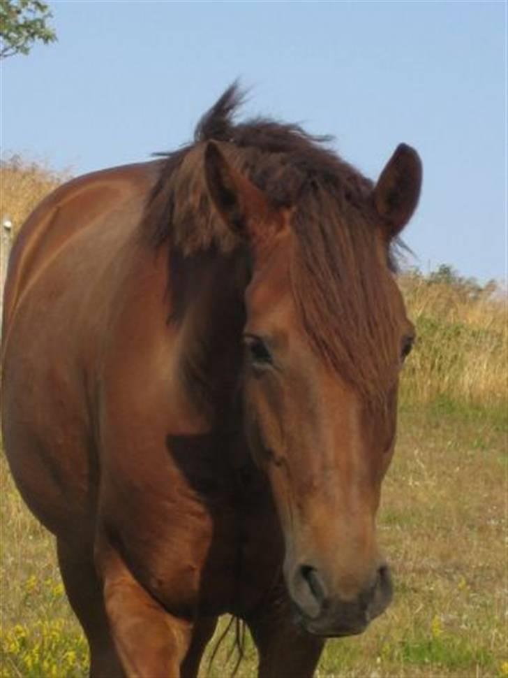 Anden særlig race Riishøjgaards Victor billede 6