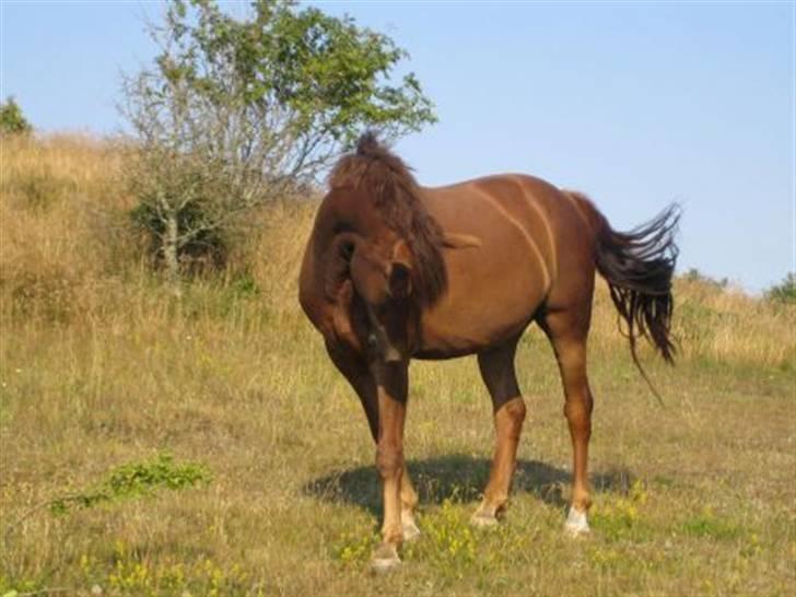 Anden særlig race Riishøjgaards Victor billede 7